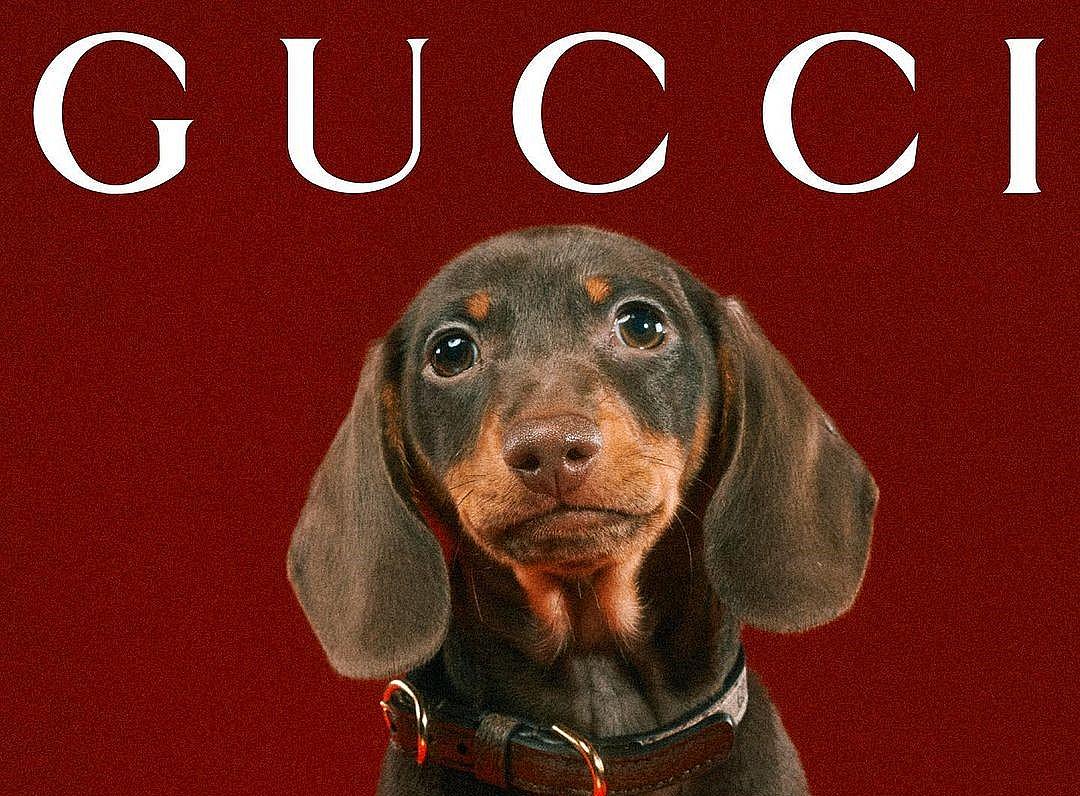 Модна къща Gucci представи линия дрешки и аксесоари за домашни
