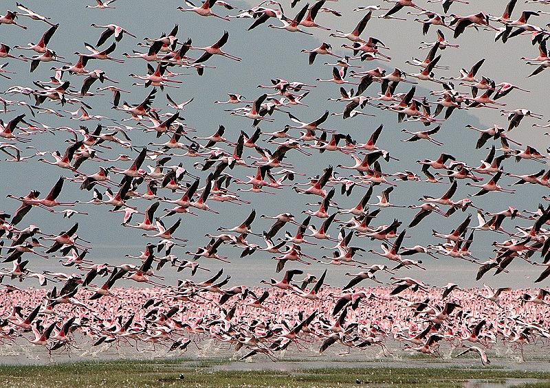 Милиони розови фламинго на езерото Накуру в Кения