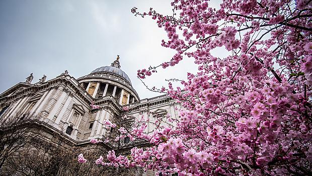 Магията на пролетен Лондон, когато дърветата цъфтят